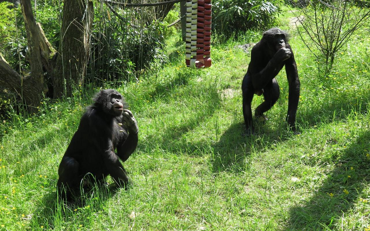 Bonobos Wuppertaler Zoo Affe