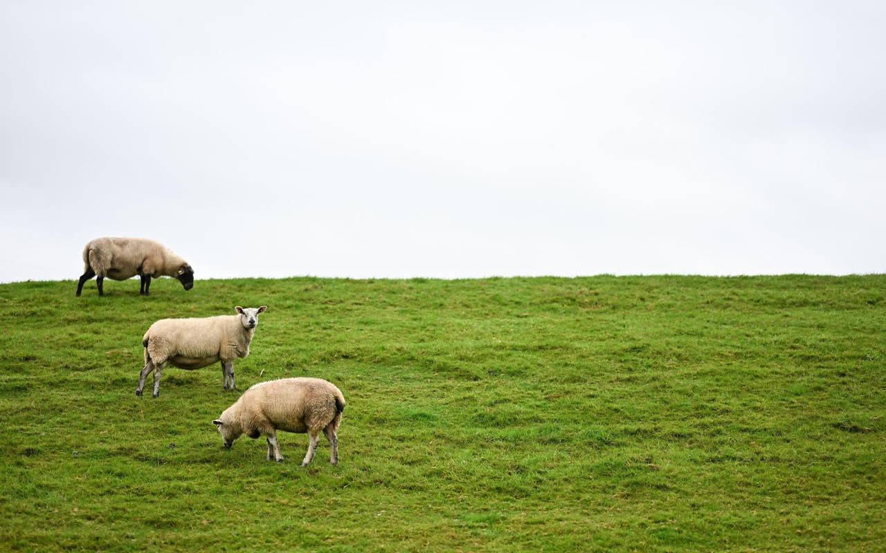 Neue Regelungen zum Abschuss von Wölfen geplant
