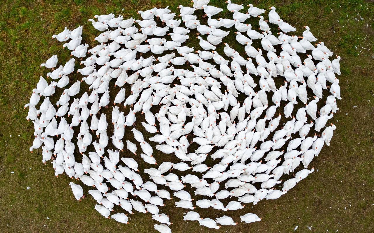 Das mit der Gänsezeit ist ganz anders