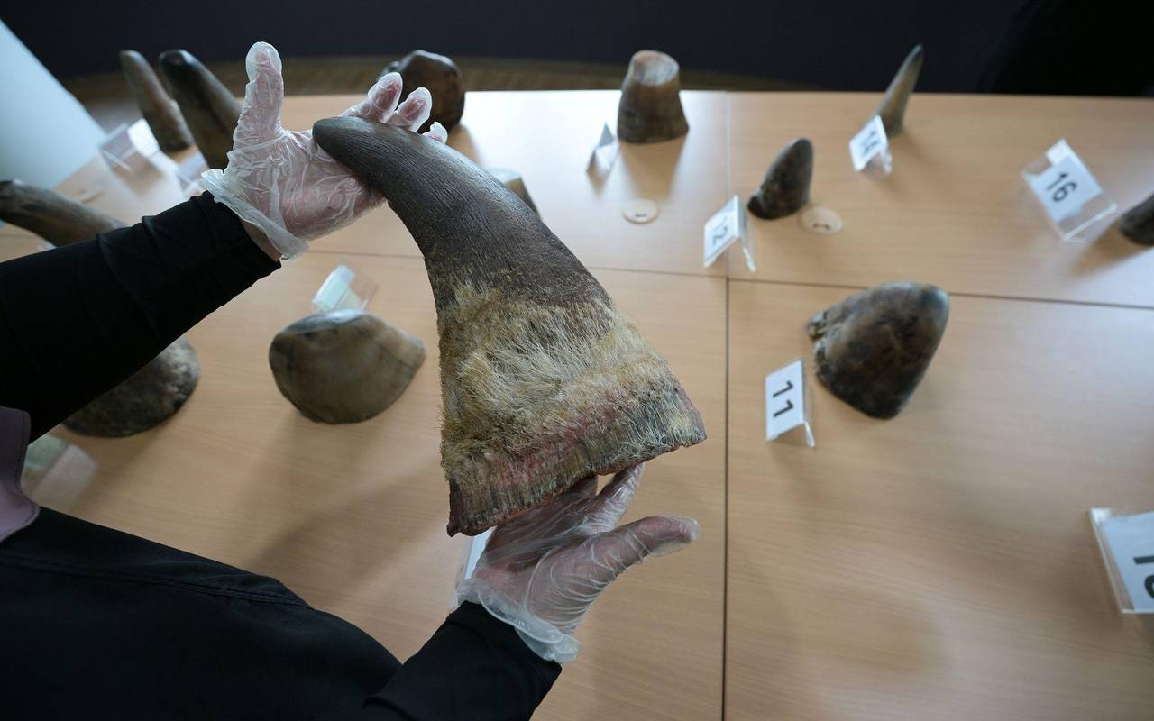 Singapur stoppt bisher größten Schmuggel mit Nashorn-Horn