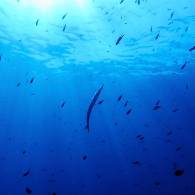 UN-Hochseeschutzabkommen