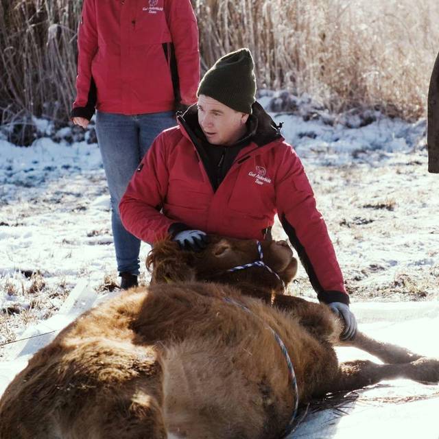 Flüchtige Kuh Arielle eingefangen
