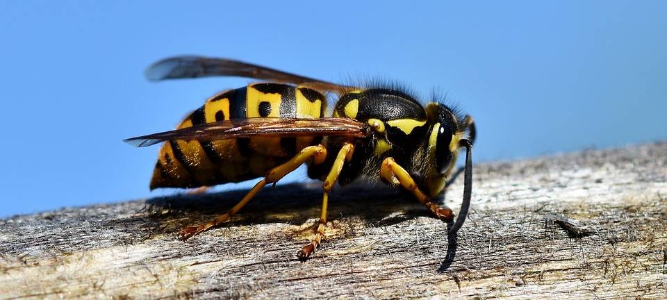 Berufsverband warnt vor Schädlingsbekämpfer-Betrügern