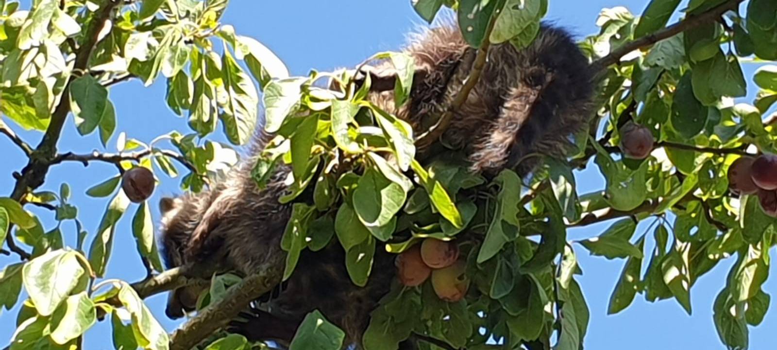 Waschbären in Wuppertal zunehmend heimisch