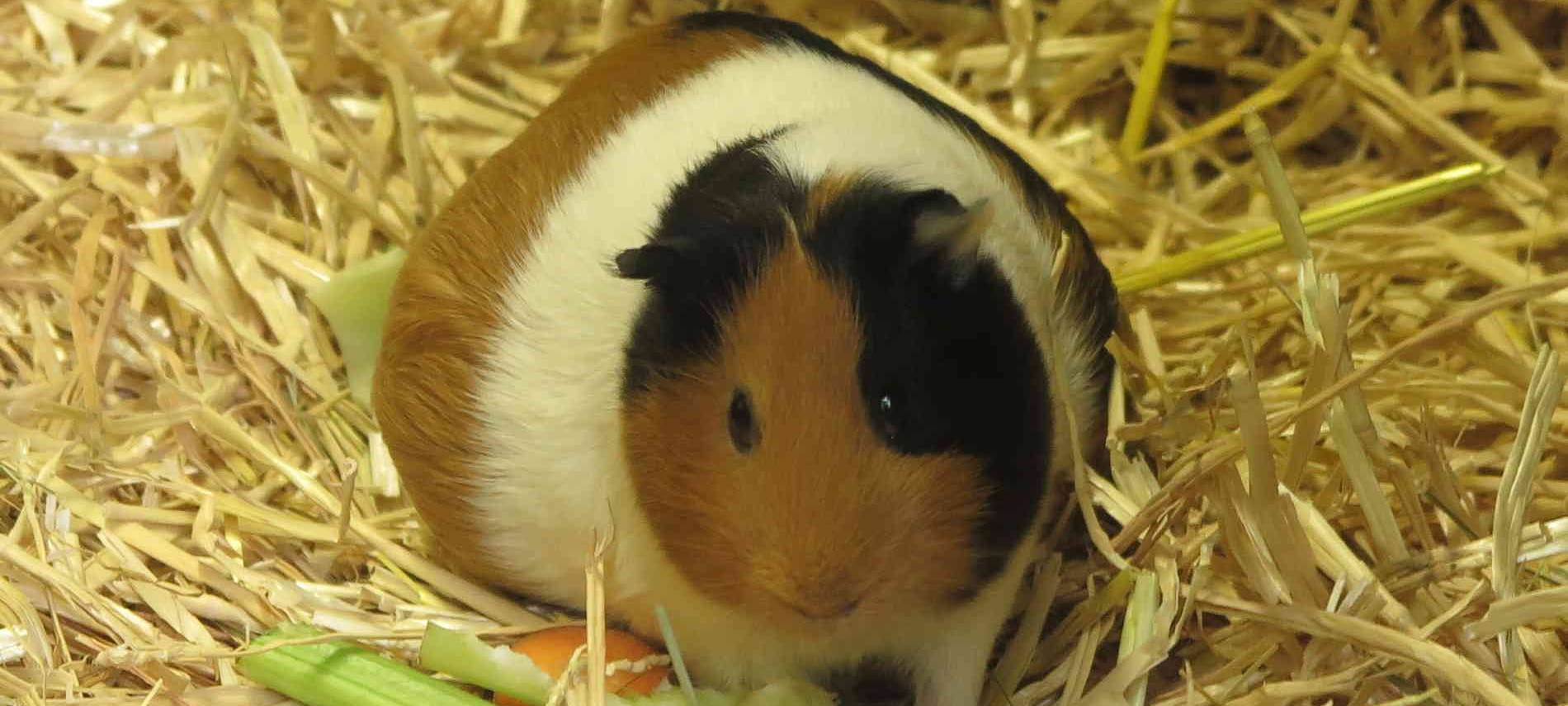 Meerschweinchen im Zoo