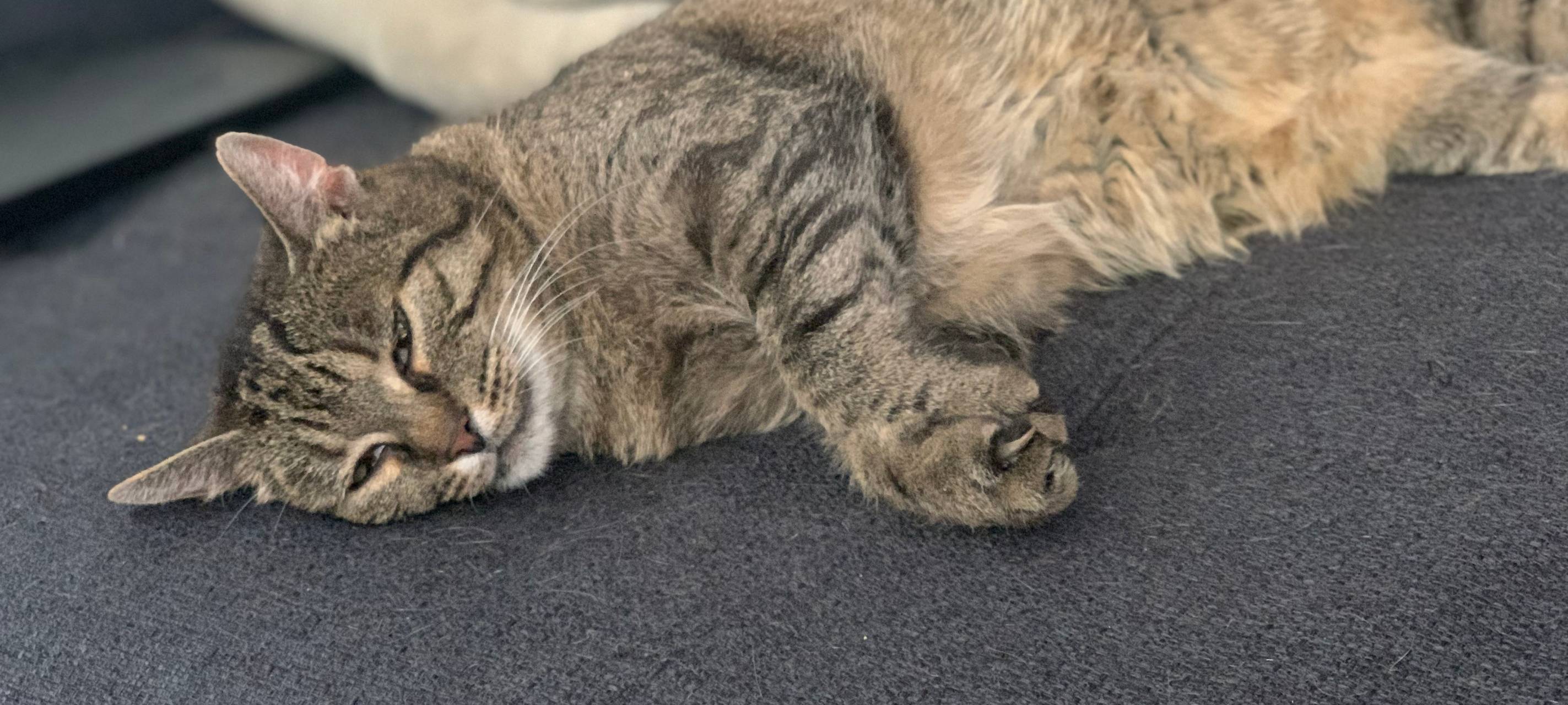 Weltkatzentag