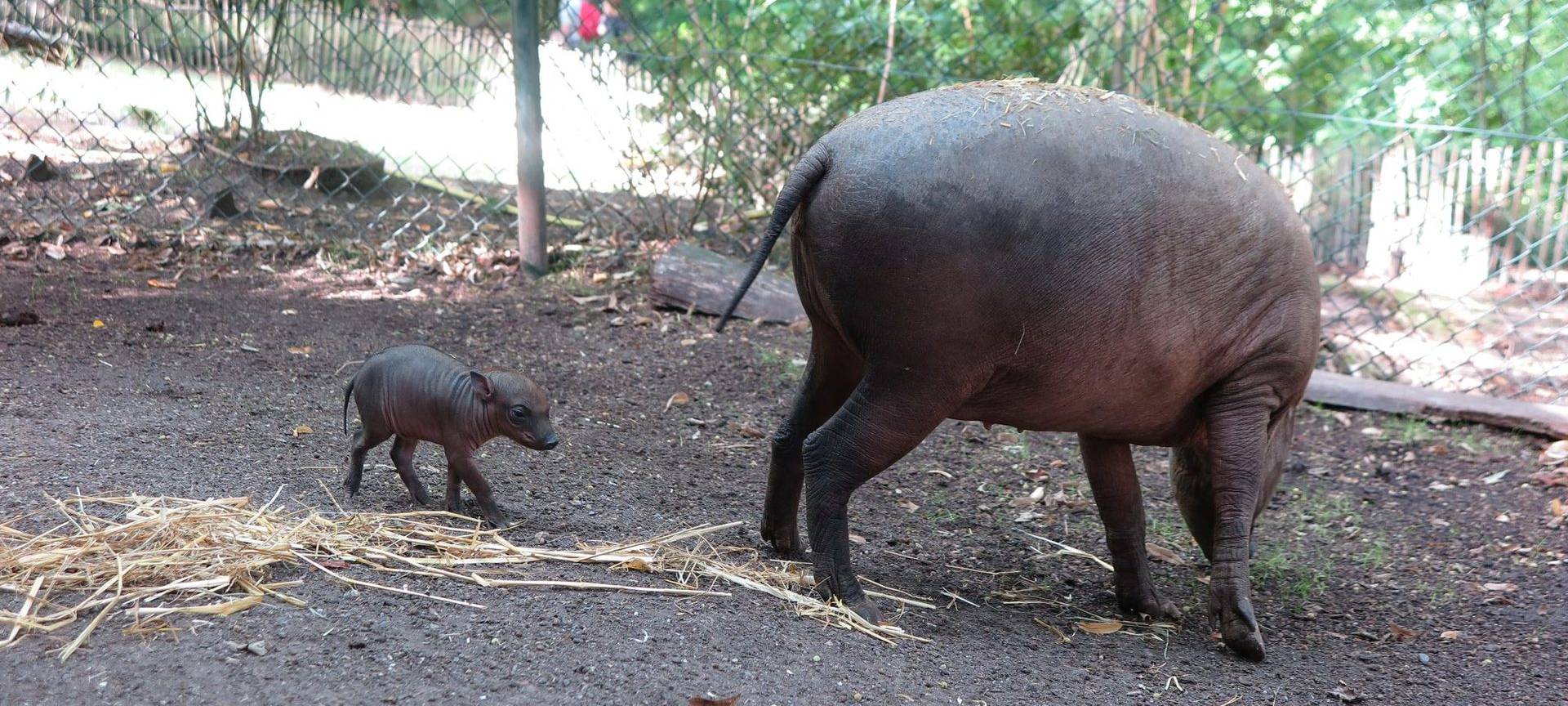 Hirscheber im Zoo geboren