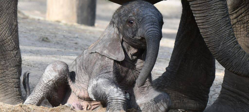 Corona: Zoo schließt nun ganz