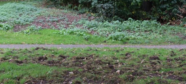 Wildschweine in Wuppertal