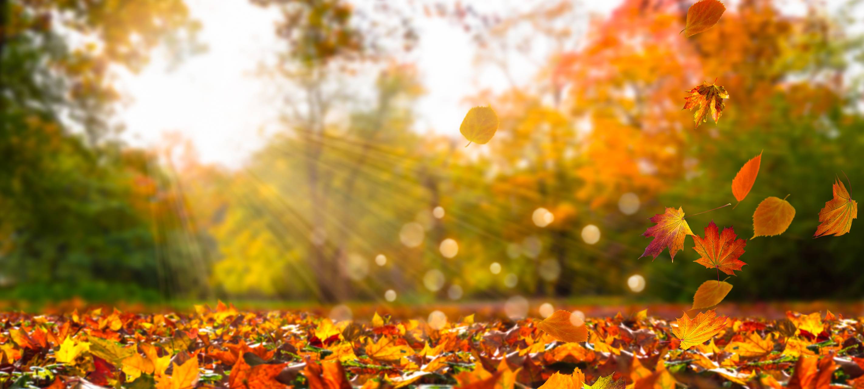 Sicher Auto fahren im Herbst