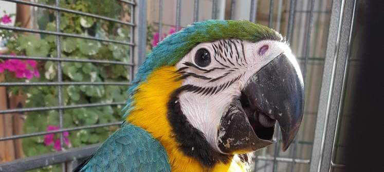 Papageien besiedeln Wuppertal