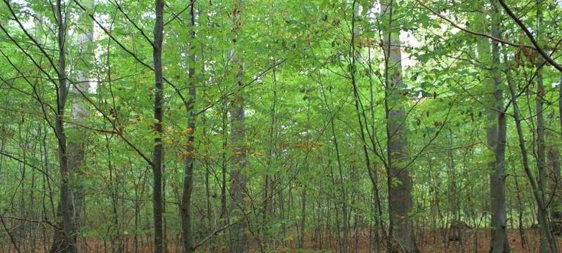Waldkonferenz soll NRW-Wälder retten