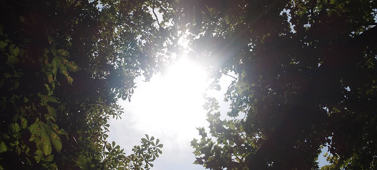 Stadt kämpft mit neuen Bäumen gegen Klimawandel