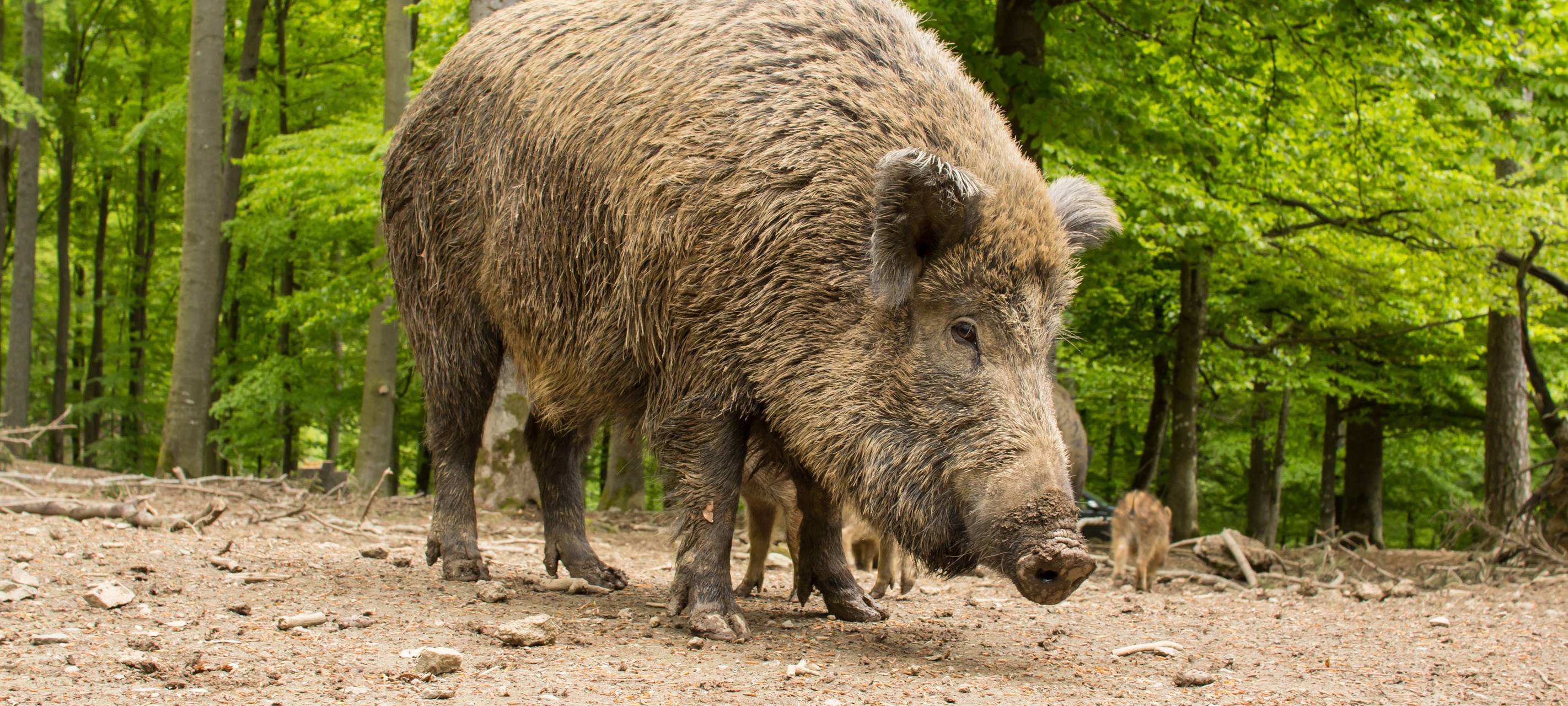 Immer mehr Schäden durch Wildschweine in Wuppertal