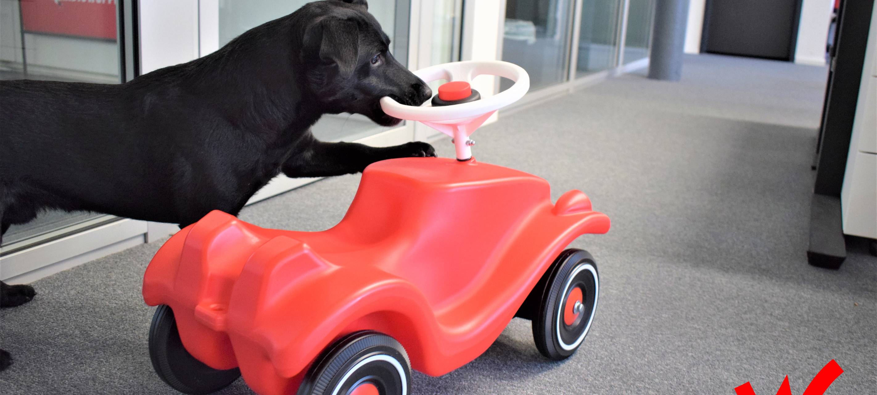 Hunde im Büro