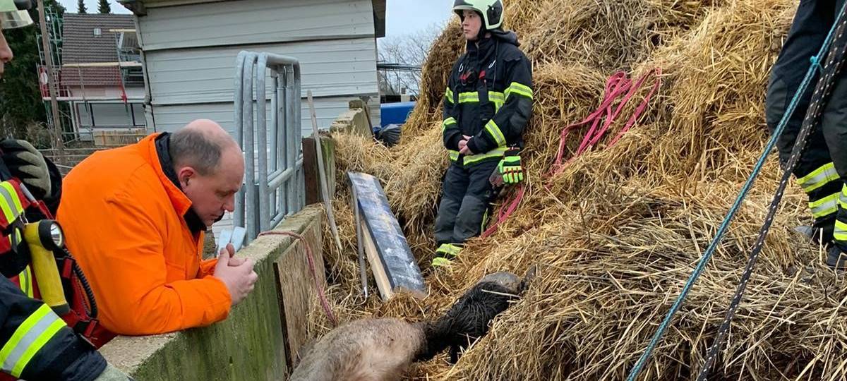 Feuerwehr befreit Pferd aus Misthaufen