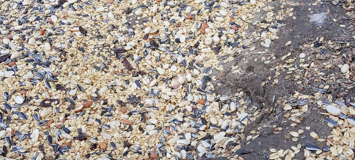 Rattenplage: Schulhof in Ronsdorf gesperrt