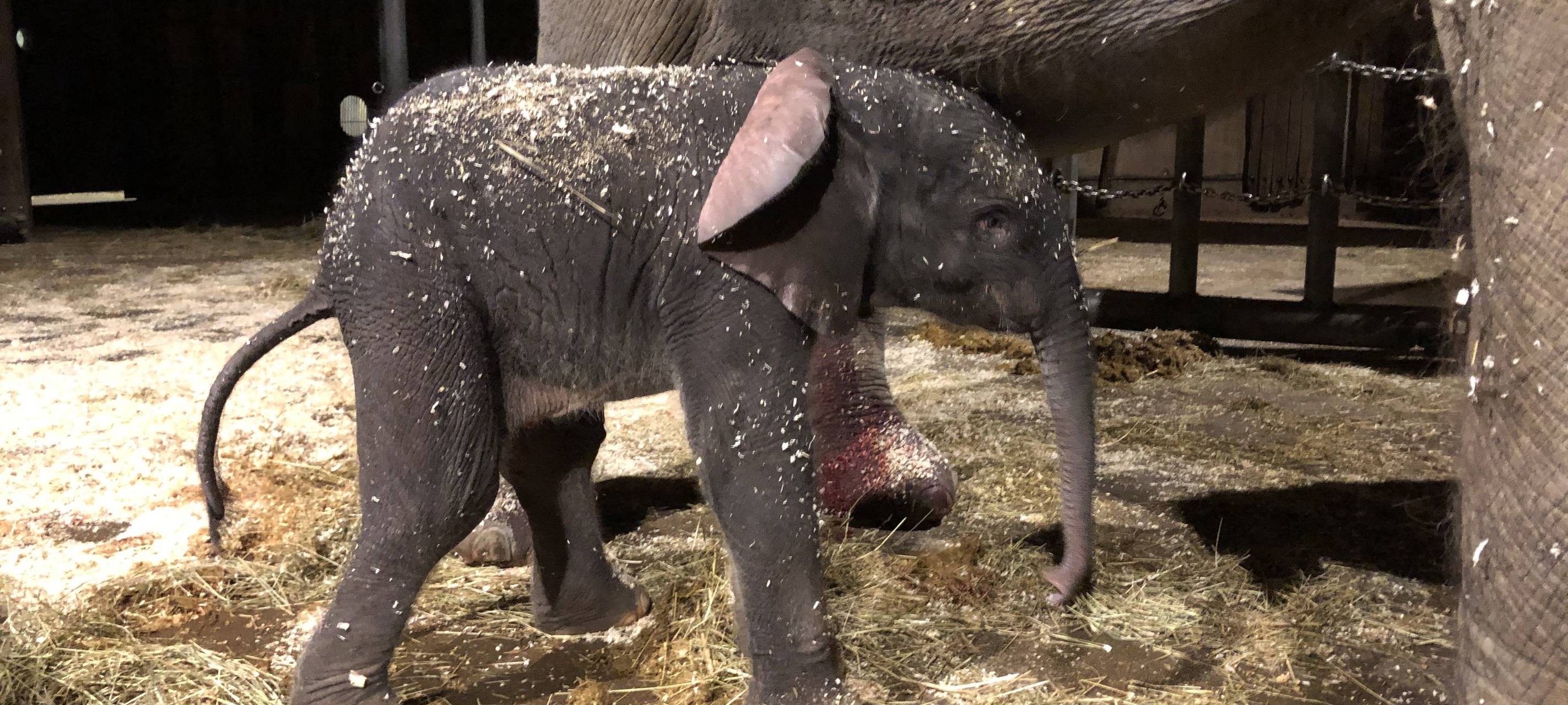 Zoo hofft auf Nachwuchs