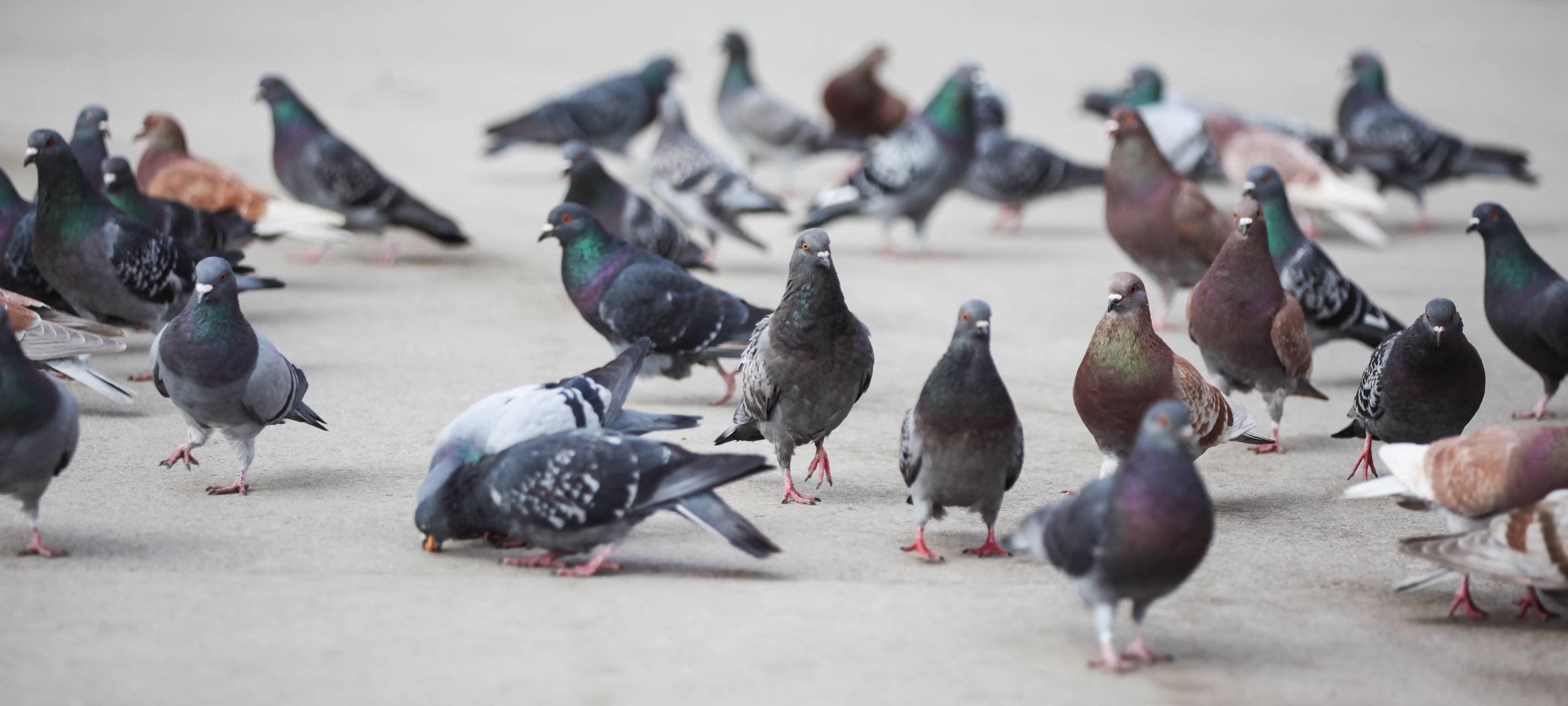 Erfolgreicher Eiertausch