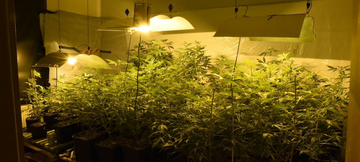 Urteil gegen Hanfbauern