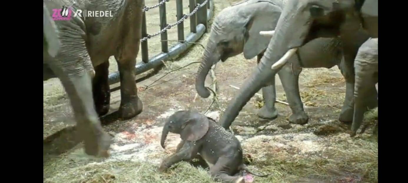 Zoodirektor: Elefantengeburt großer Erfolg