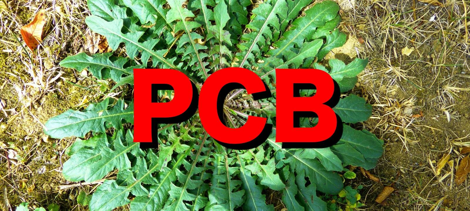 Coroplast darf weiter PCB ausstoßen