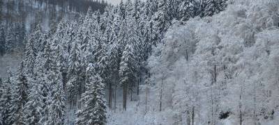 Schnee: Stadt warnt vor Wald-Spaziergängen