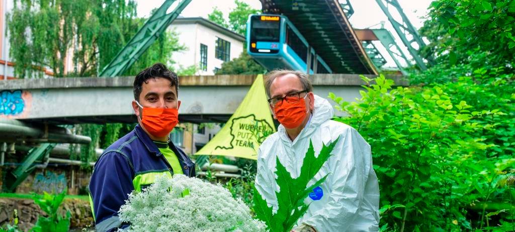 Herkulesstaude breitet sich an Wupper aus