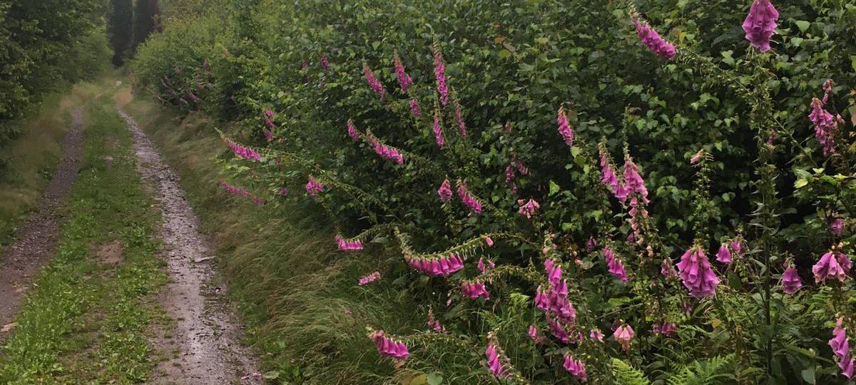 Urlaub zuhause: Wandern in Wuppertal