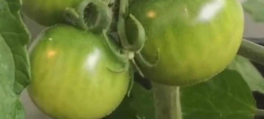 Tomatenzüchten