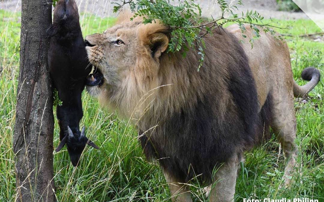 Zootiere Fressen Zootiere Radio Wuppertal