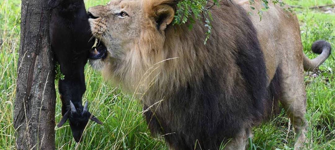 Zootiere fressen Zootiere