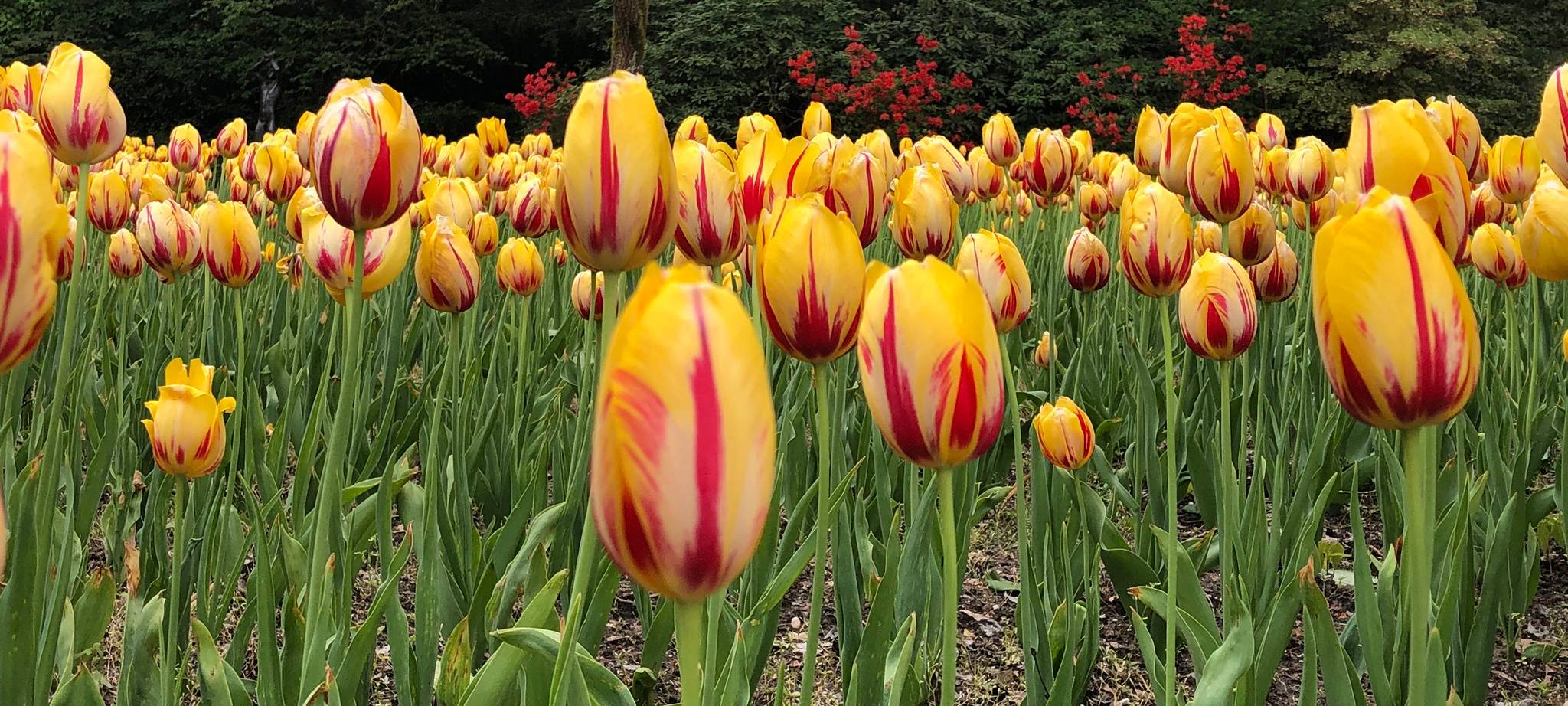 Tulpenwiese im Park