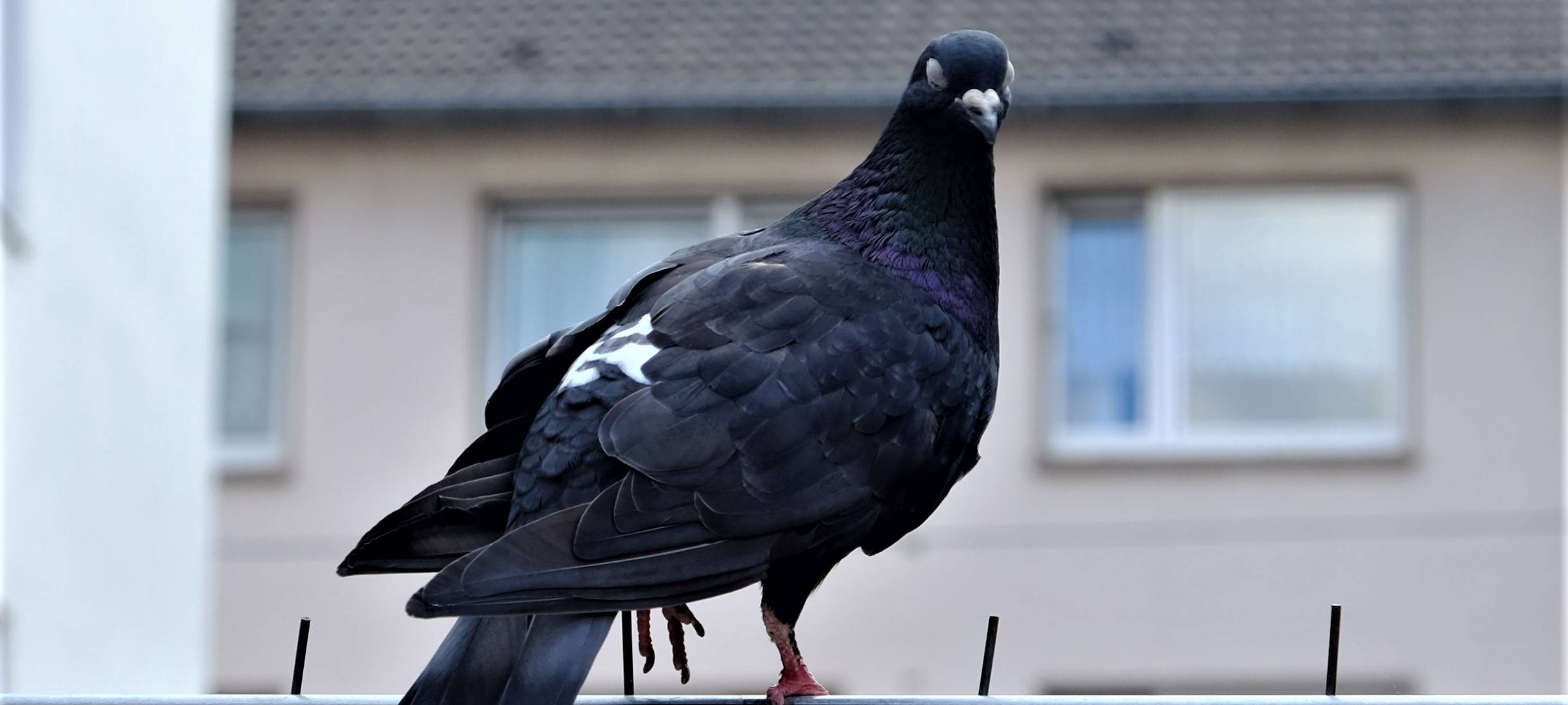 Tierschutzbund zum Tauben-Verhütungsmittel
