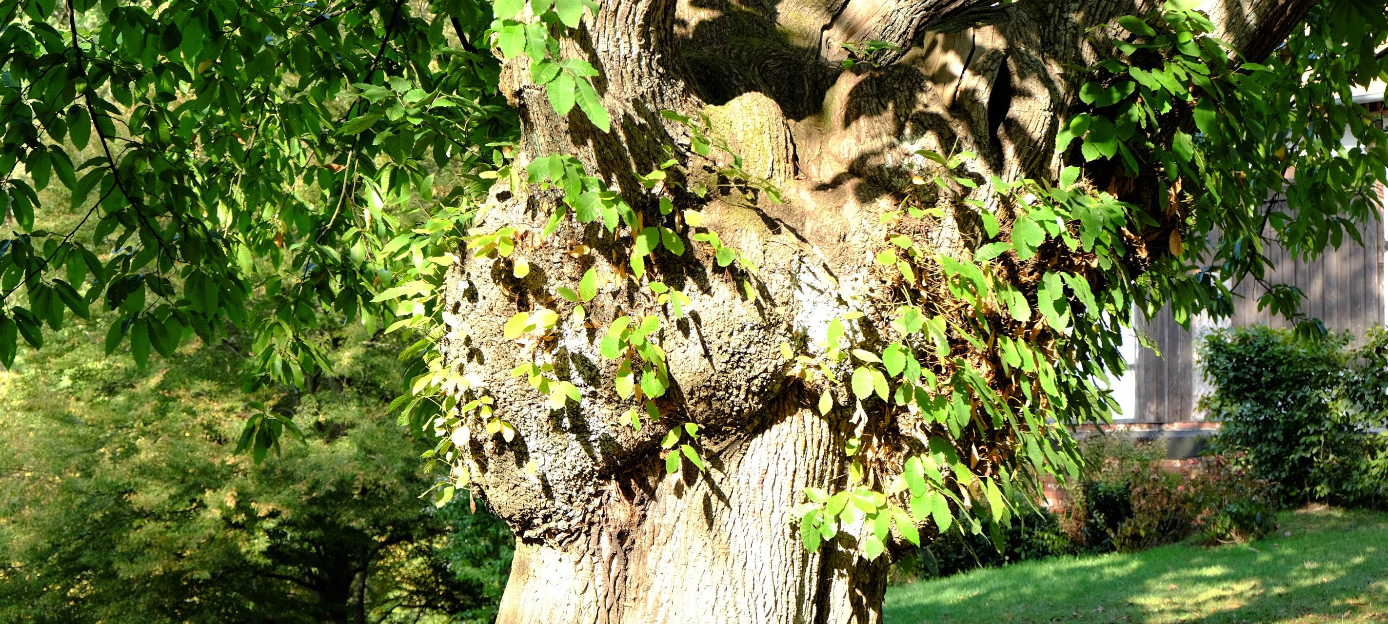 Fällarbeiten und Sperrungen: Barmer Wald wird fit gemacht