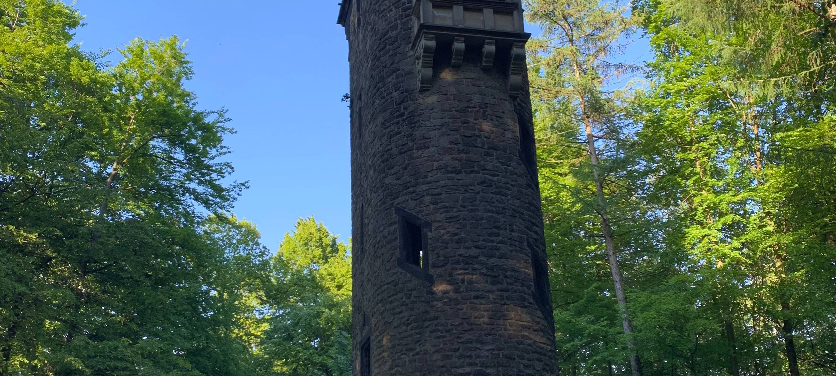 Baumfällungen an der Königshöhe