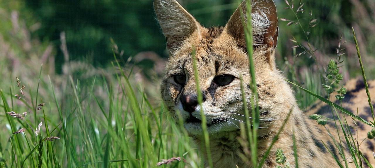 Entlaufener Serval noch nicht gefangen