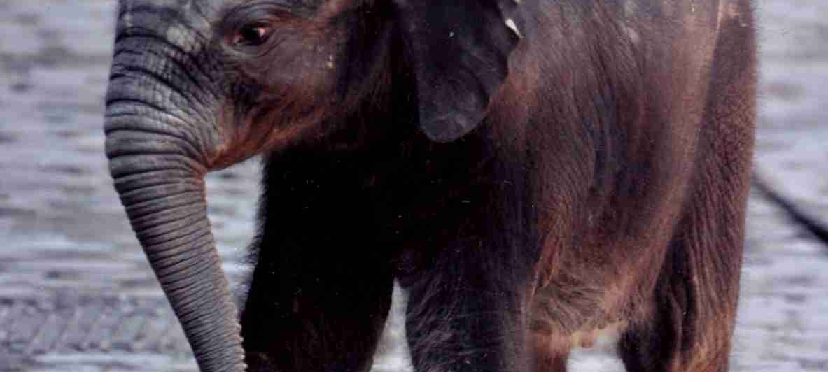 Bongi - der erste Elefant, der im Wuppertaler Zoo geboren wurde. Foto: Grüner Zoo Wuppertal