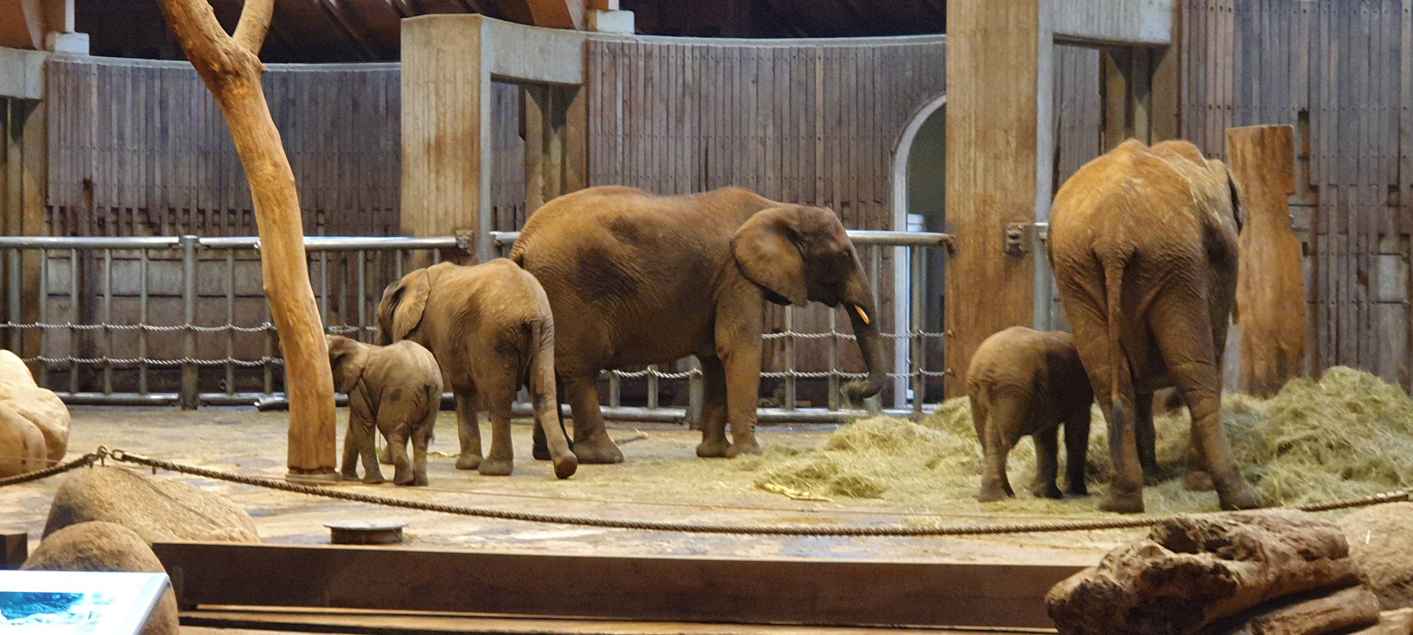 Zoo betritt Neuland bei Impfungen