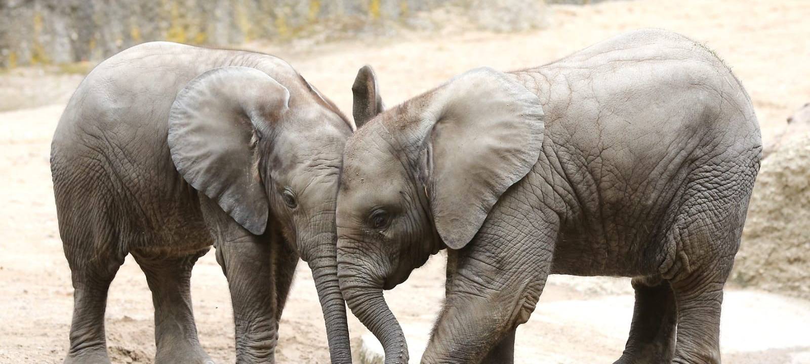 Baby-Elefanten im Wuppertaler Zoo. Foto: Grüner Zoo Wuppertal