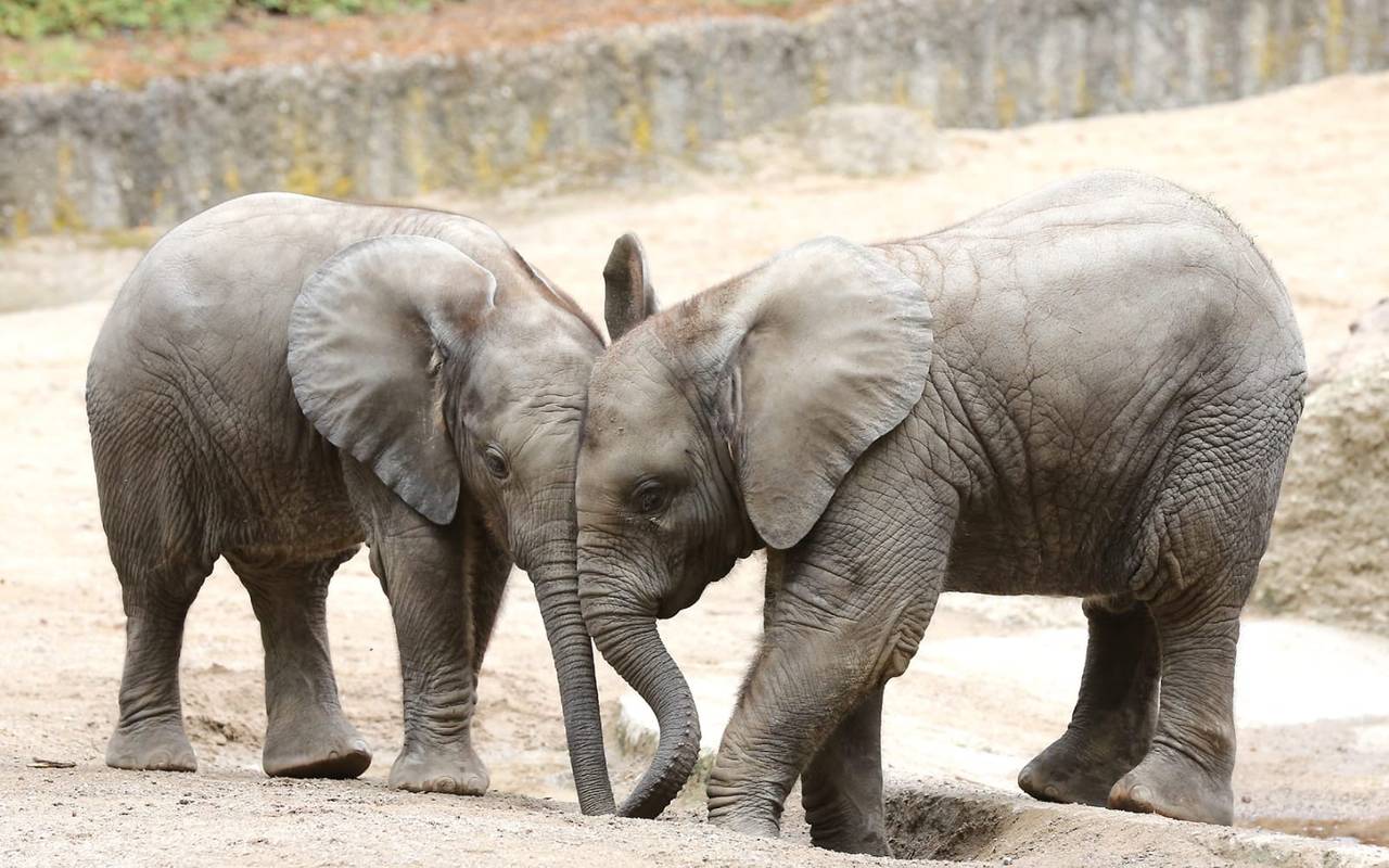 Baby-Elefanten im Wuppertaler Zoo. Foto: Grüner Zoo Wuppertal