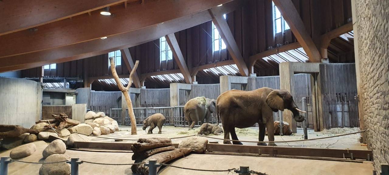 25 Jahre Elefantenanlage im Wuppertaler Zoo