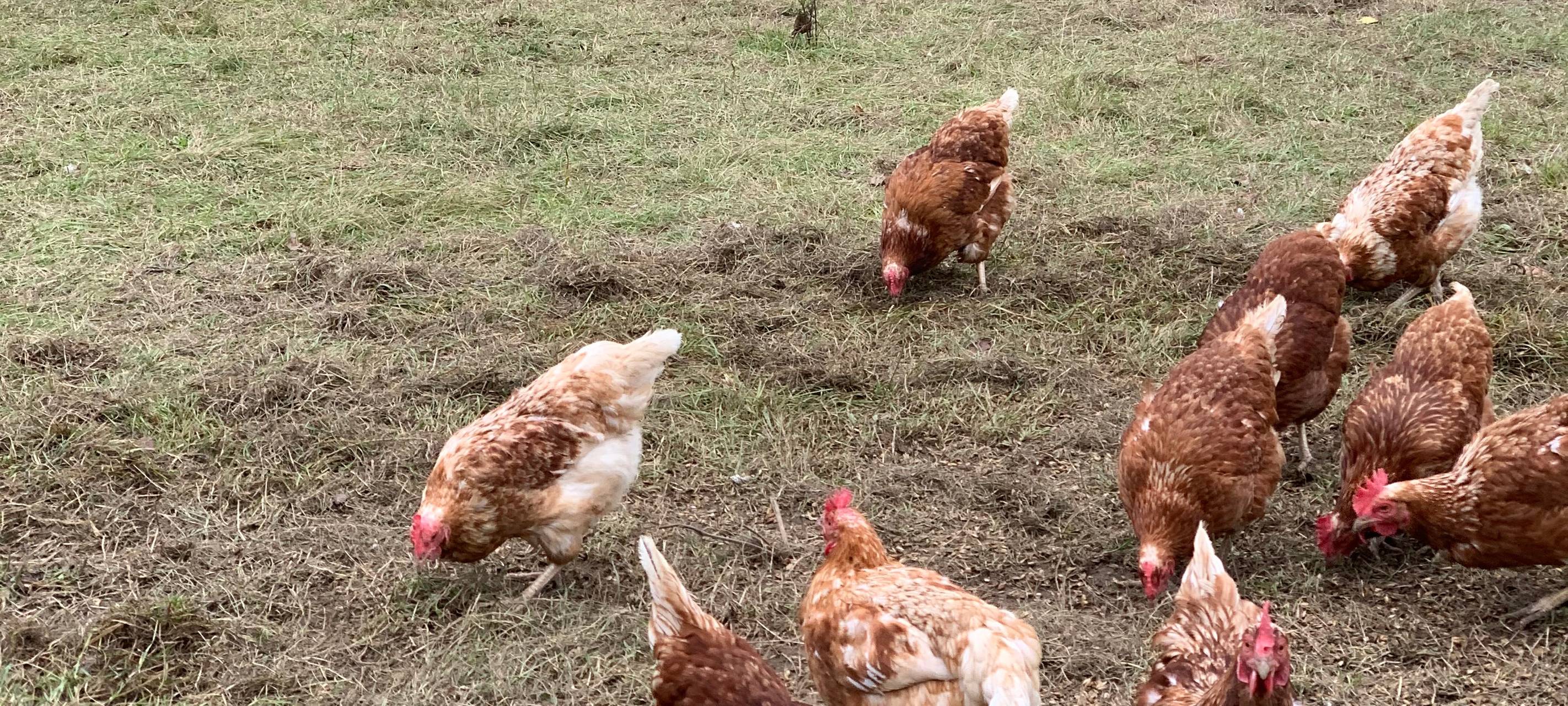 Veterinäramt warnt vor Vogelgrippe