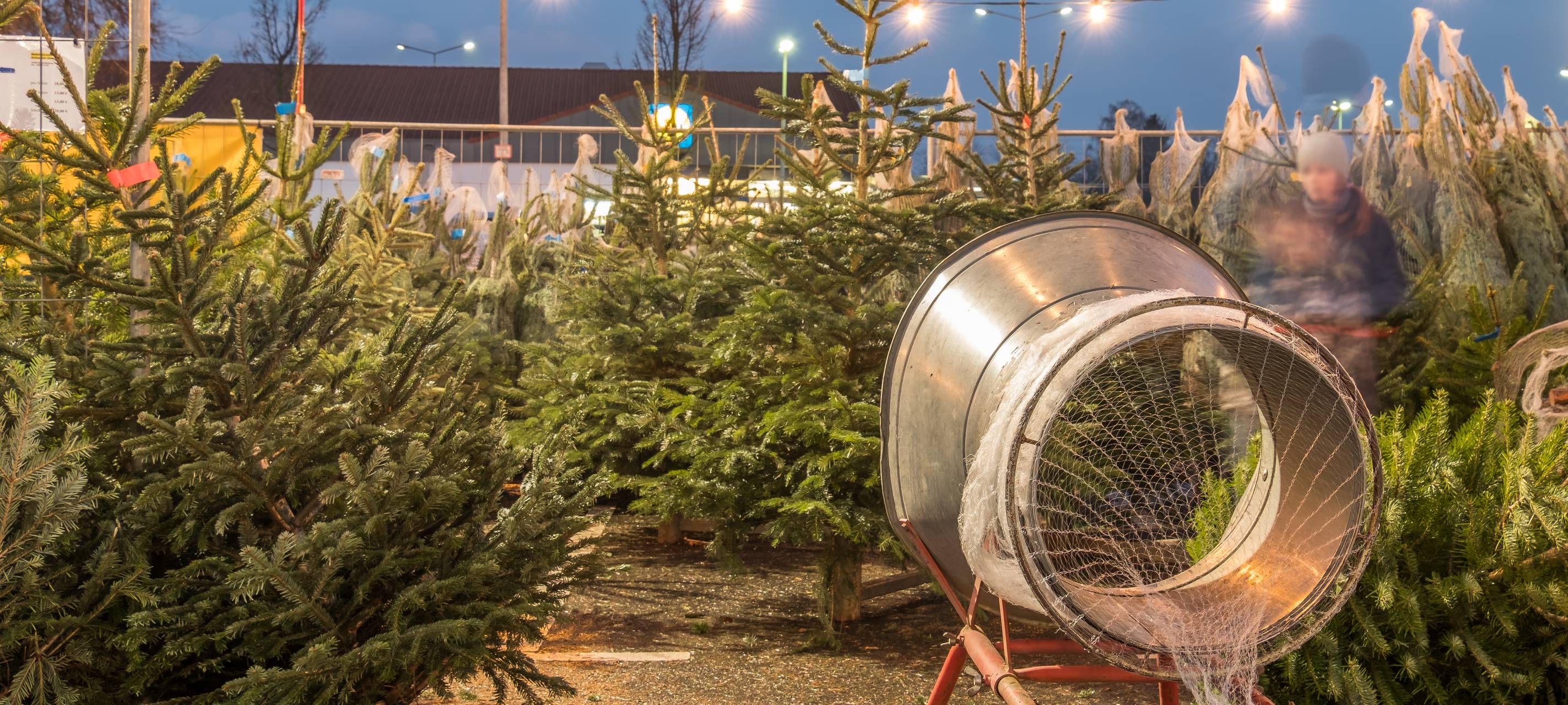 Weihnachtsbäume in Wuppertal: Hier könnt ihr sie 2025 kaufen