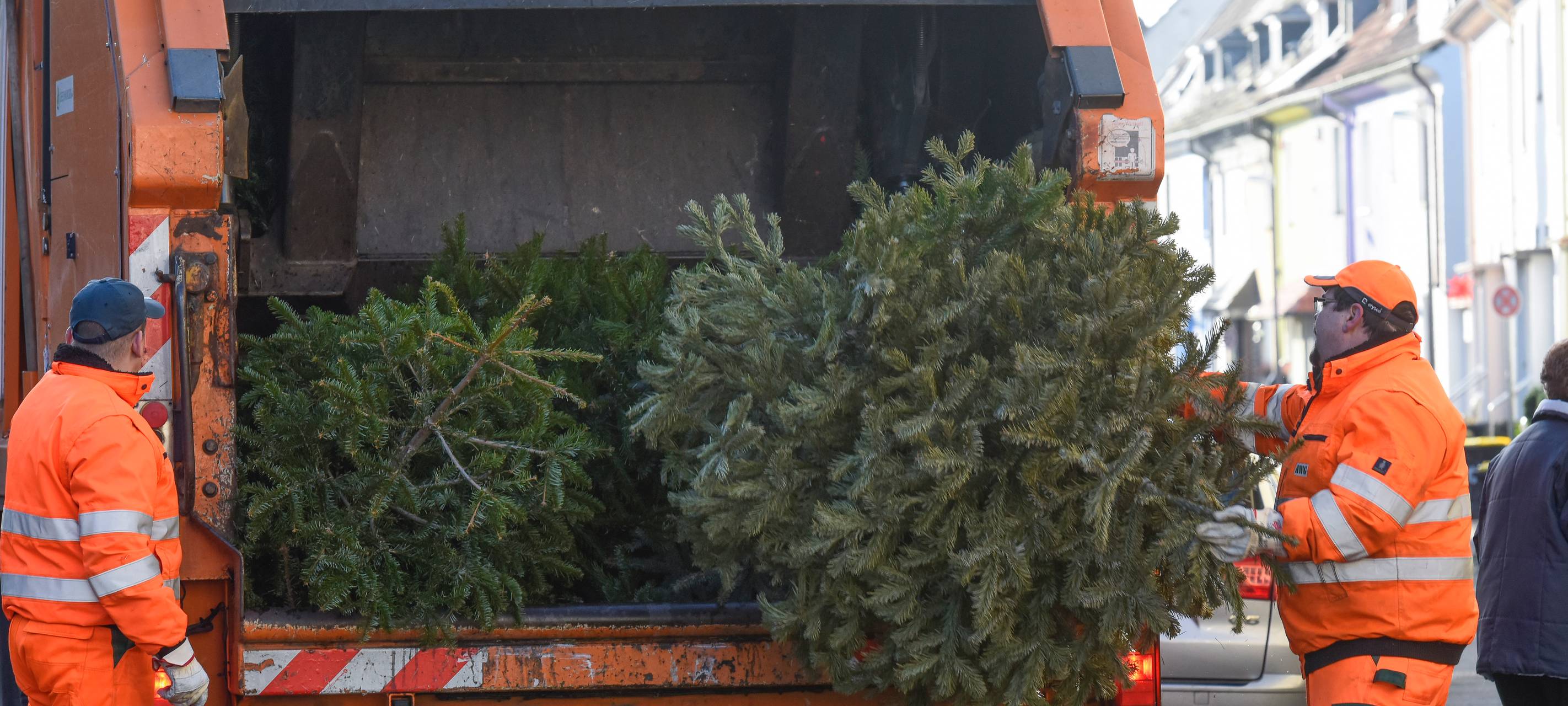 Weihnachtsbäume werden abgeholt