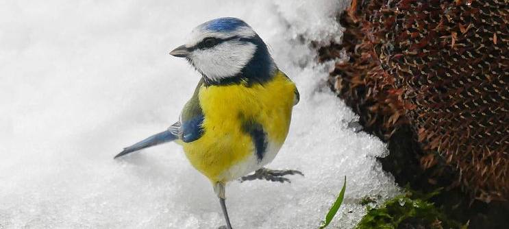 Viele machen bei Vogelzählung mit