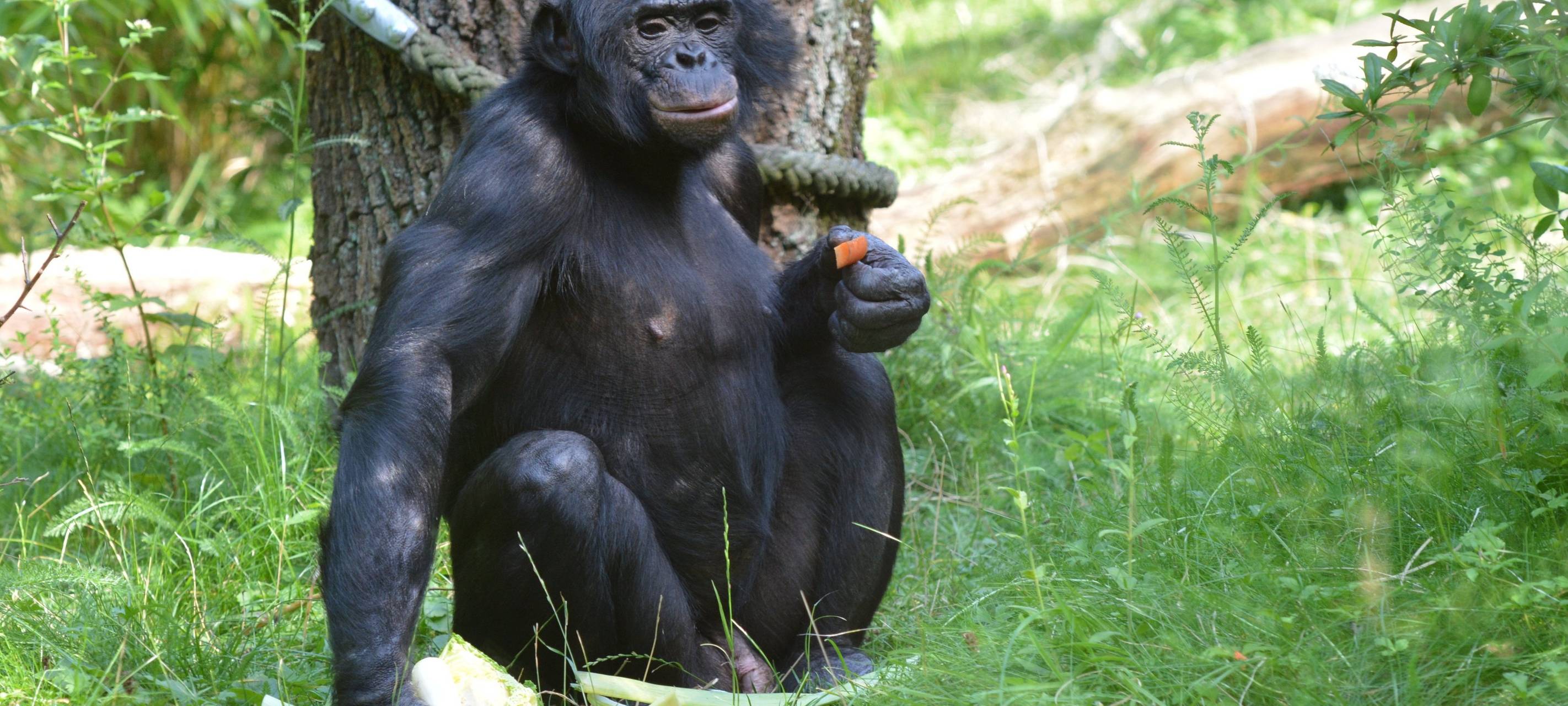 Bonobo Birogu eingeschläfert