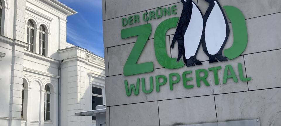 Nachwuchs bei den Pinselohrschweinen