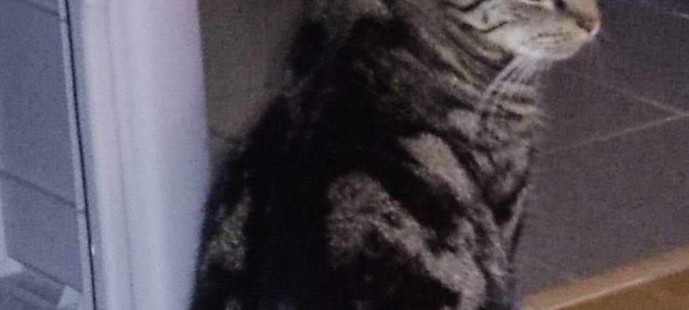 Kater Toni gesucht