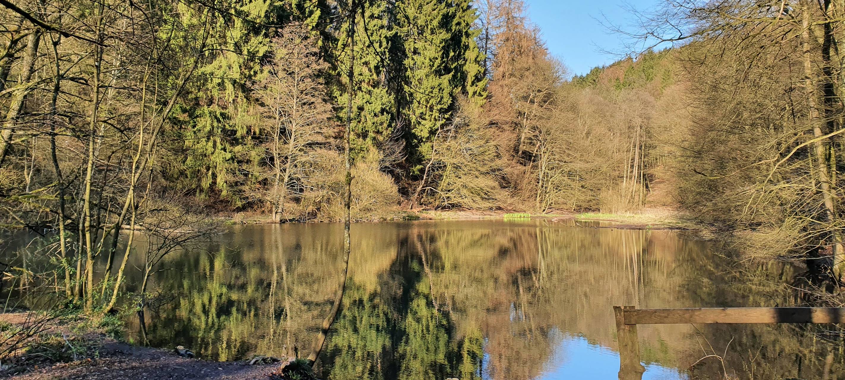 Fichtensterben: Viele Fällungen bis zum Sommer